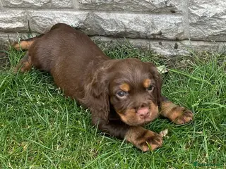 Cocker Spaniel dogs KC REGISTERED BROWN & TAN WORKING COCKER SPANIEL - Advert 10