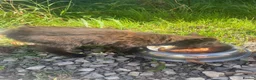 Mixed Breed cats for sale: Fluffy black and ginger kitten - Advert 5