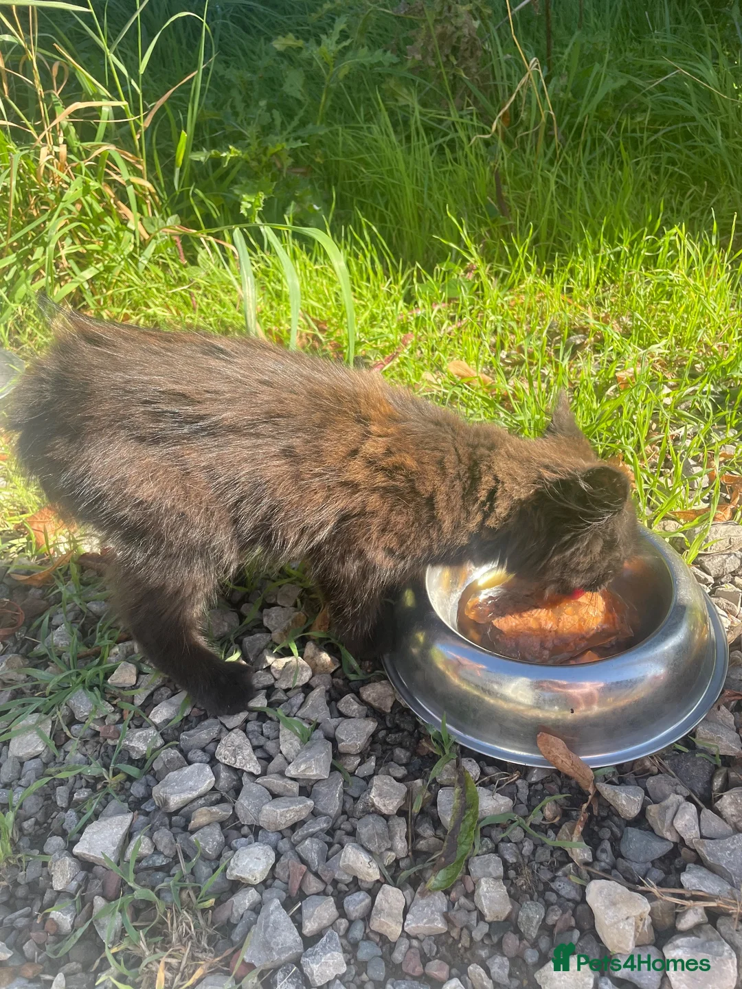 Mixed Breed cats for sale: Fluffy black and ginger kitten - Advert 5