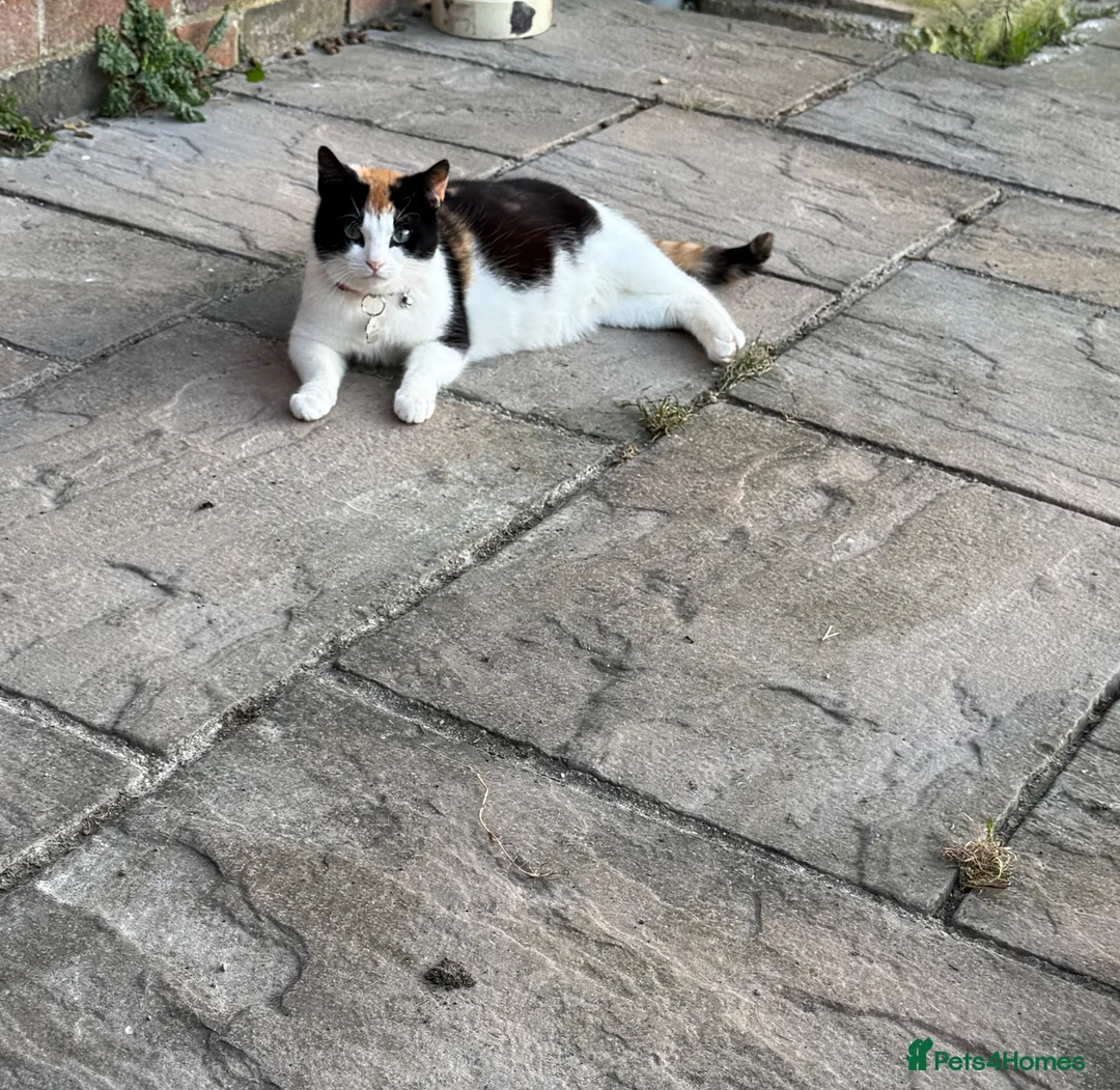 Mixed Breed cats for sale: 2 cute kittens ready now  - Advert 2