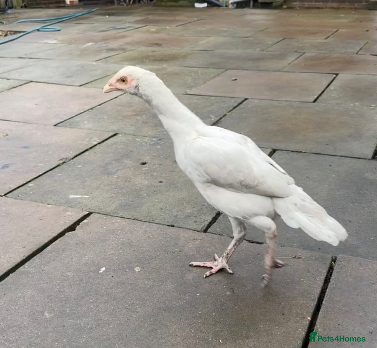 Mixed Breed birds 3 pure white aseel mianwali hens available  - Advert 1