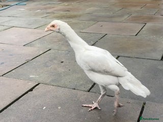Mixed Breed birds 3 pure white aseel mianwali hens available - Advert 1