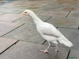 Mixed Breed birds 3 pure white aseel mianwali hens available - Advert 6