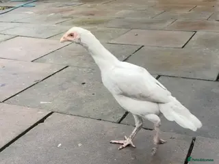 Mixed Breed birds 3 pure white aseel mianwali hens available - Advert 9