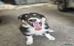 Border Collie dogs for sale: 2 female border collies puppies - Image 5