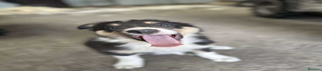 Border Collie Puppy 1