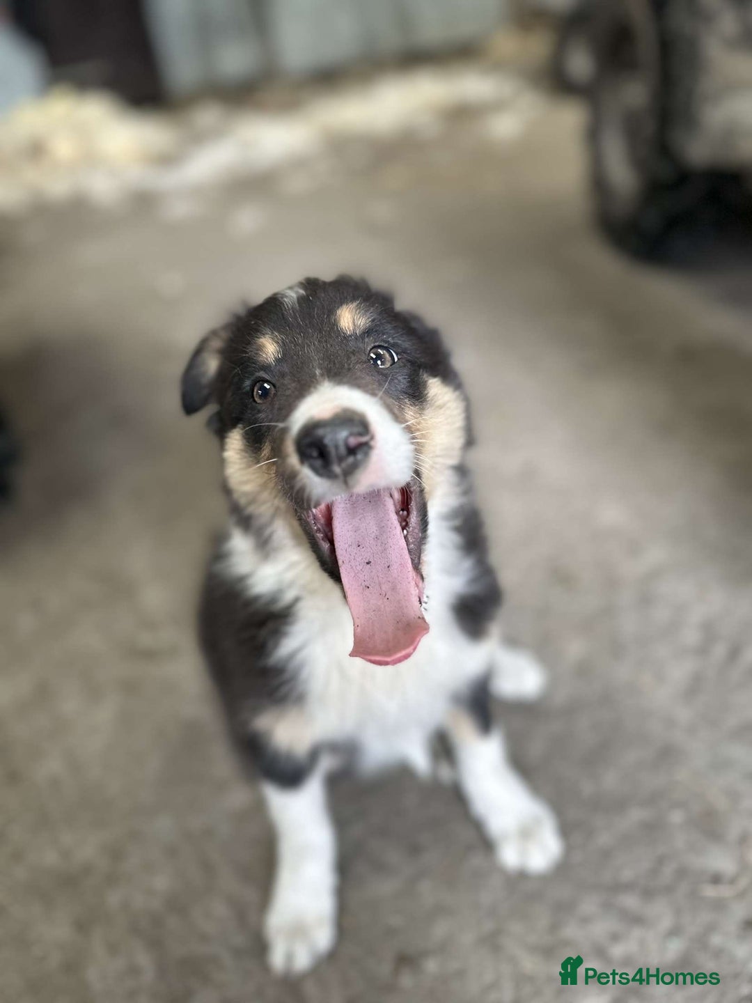 Border Collie dogs for sale: 2 female border collies puppies - Image 5