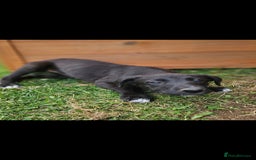 Lurcher dogs for sale: Deerhound Greyhound x deerhound Greyhound f1 - Image 23