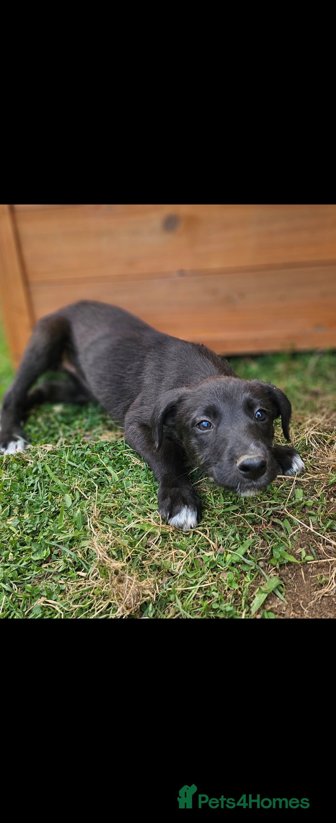 Lurcher dogs for sale: Deerhound Greyhound x deerhound Greyhound f1 - Image 23