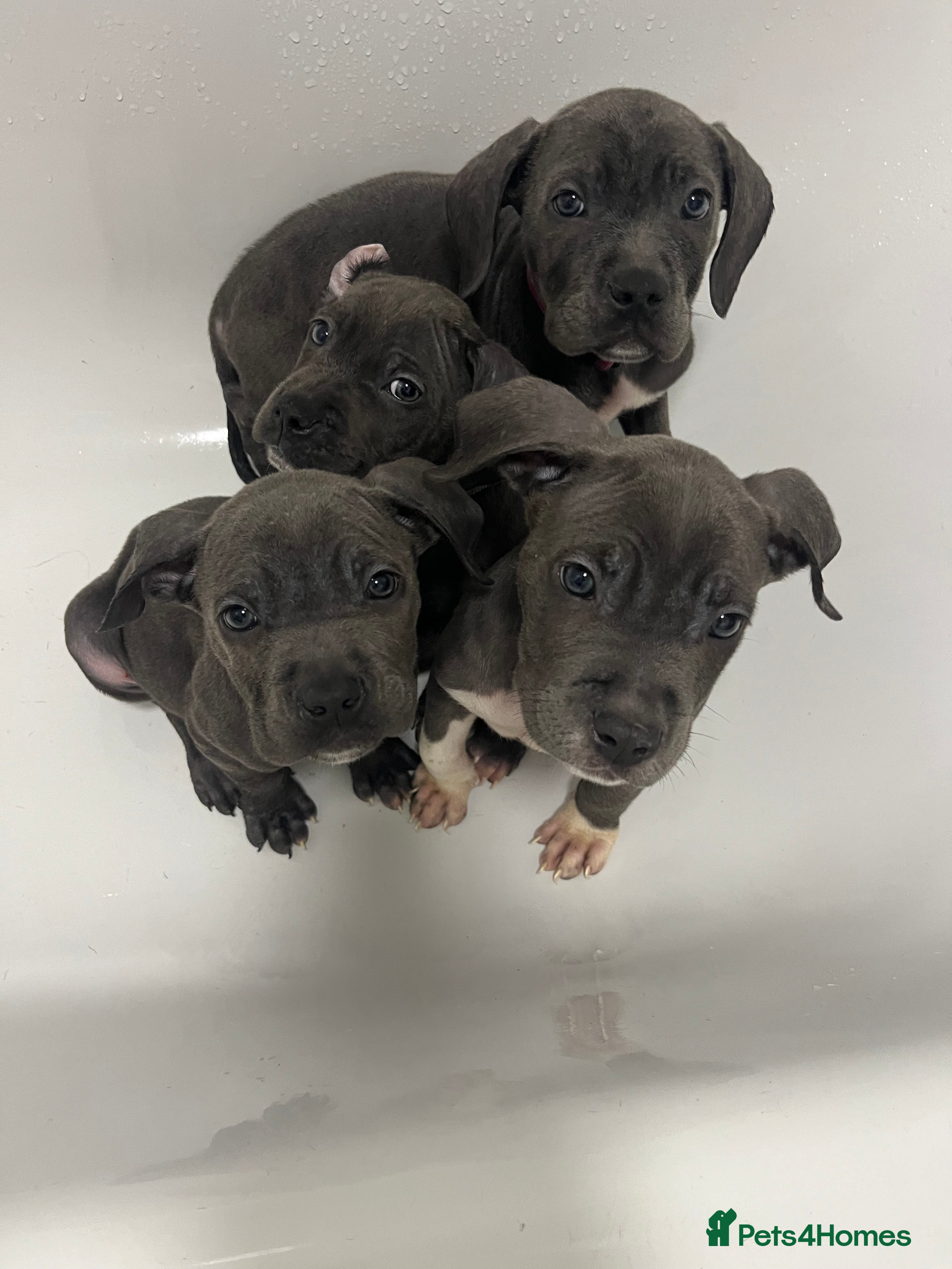 Mixed Breed dogs Cane corso X Staffordshire bull terrier last1left - Advert 9