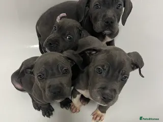 Mixed Breed dogs Cane corso X Staffordshire bull terrier last1left - Advert 9