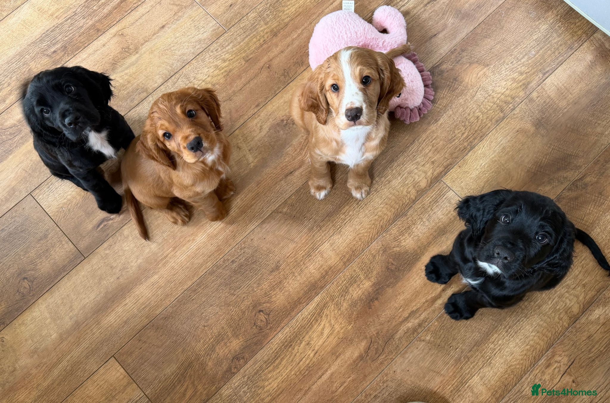 Cocker Spaniel dogs Golden & Black Cocker Spaniel Pups – KC Registered - Advert 1