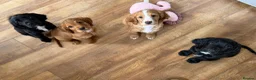 Cocker Spaniel dogs for sale: Golden & Black Cocker Spaniel Pups – KC Registered - Advert 1