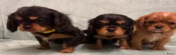 Cavalier King Charles Spaniel dogs for sale: KC Cavalier Puppies Genetically Clear  - Advert 23