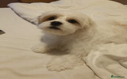 Bichon Frise dogs for sale: Bichon girl - Image 10