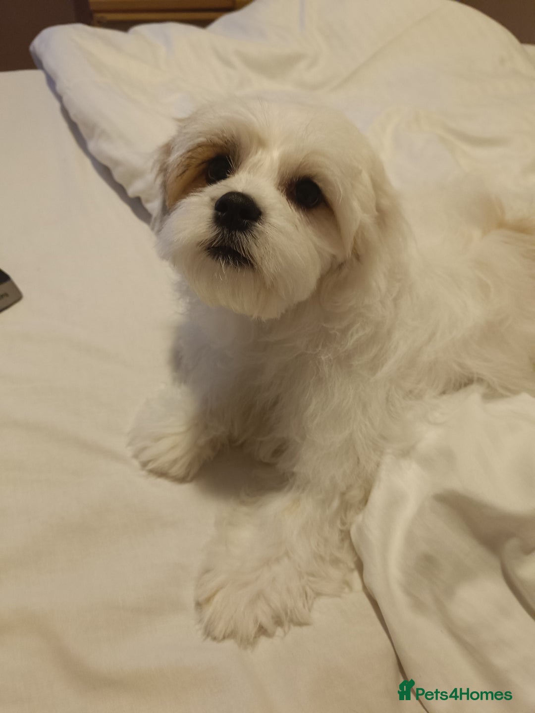 Bichon Frise dogs for sale: Bichon girl - Image 10