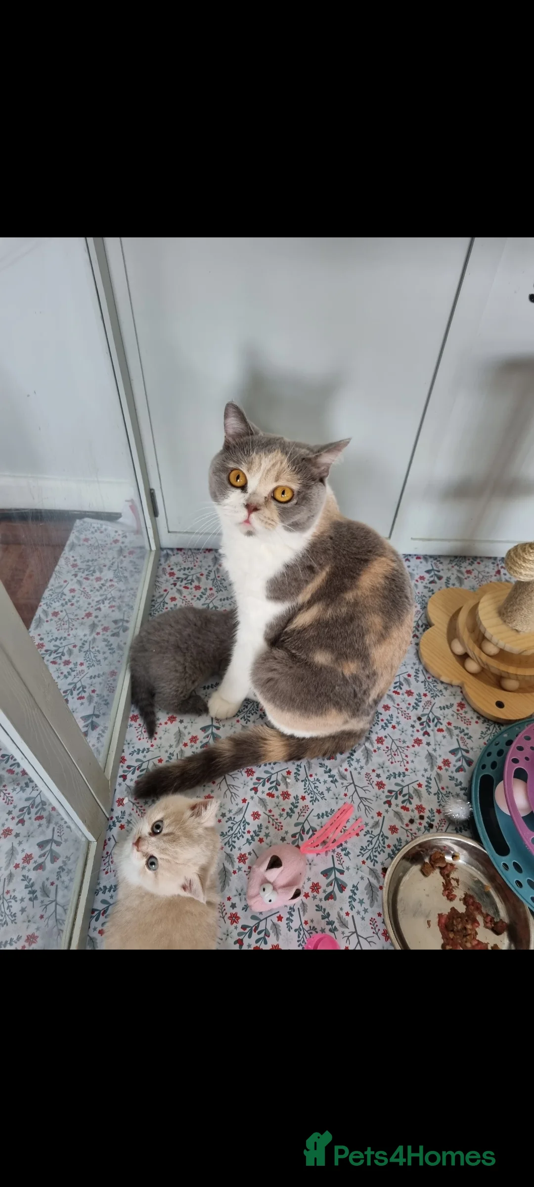 British Shorthair cats for sale: Blue/cream girl and cream boy in Newport - Advert 2