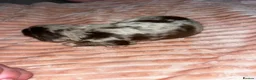 Cocker Spaniel dogs for sale: Cocker spaniel puppies for sale  - Advert 7