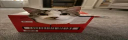 Mixed Breed cats for sale: Two energetic brothers looking for a home  - Advert 5