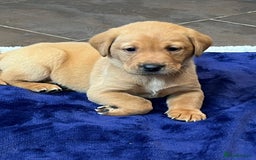 Labrador Retriever dogs for sale: Kennel Club Fox Red Labrador Puppies Health Tested - Advert 22