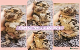 Cockapoo dogs for sale: Multigen Merle & Chocolate Cockapoo Puppies - Image 2
