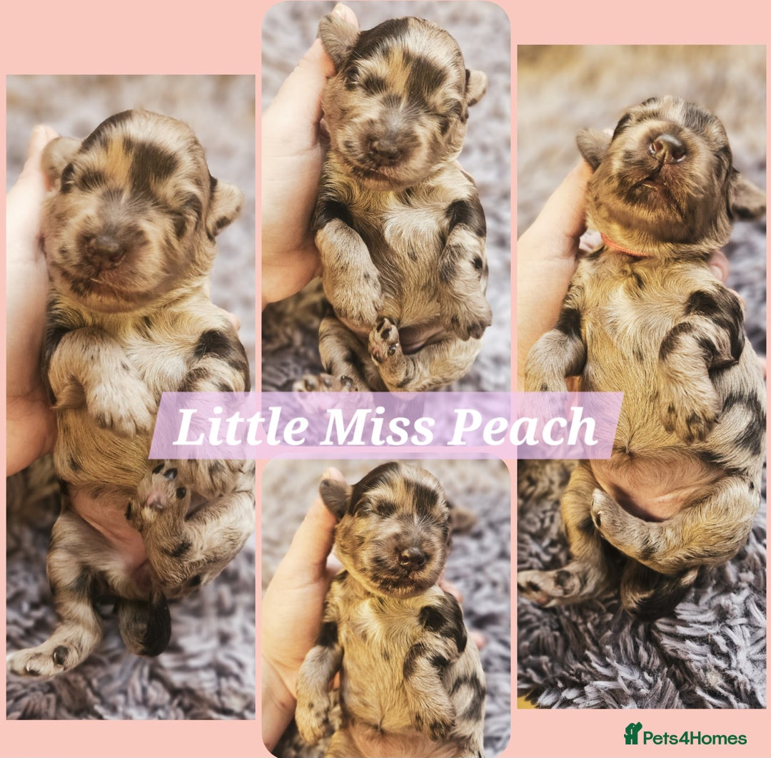 Cockapoo dogs for sale: Multigen Merle & Chocolate Cockapoo Puppies - Image 2