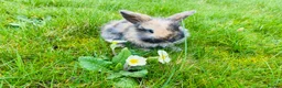 Mini Lop rabbits for sale: Beautiful baby mini lop rabbits - Advert 7