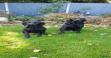Labrador Retriever dogs - Advert 6