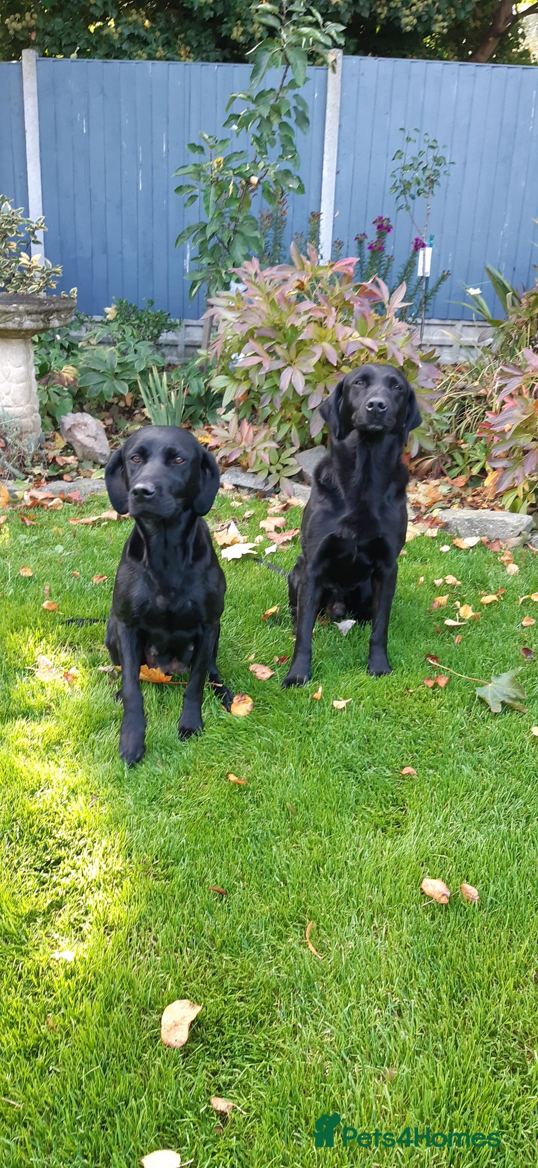 Labrador Retriever dogs for sale: Black Labrador puppies - Image 2