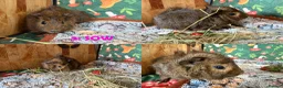 Guinea Pig rodents for sale: Various Guinea Pigs - Ready Now - Advert 6