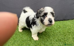 Morkie dogs for sale: Beautiful Maltese x Yorkie puppies  - Image 9