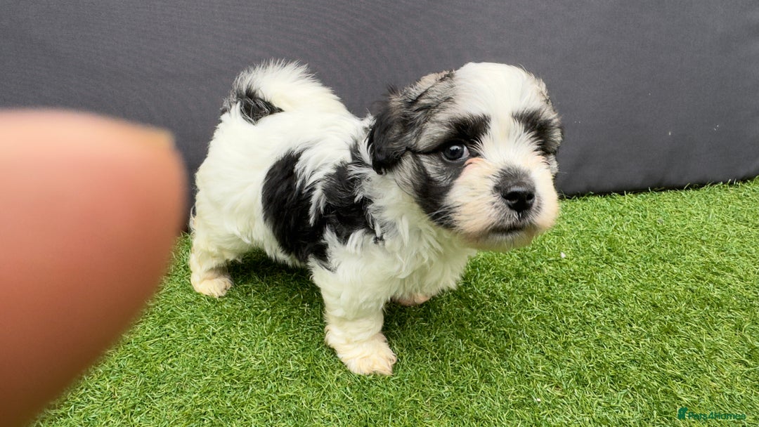 Morkie dogs for sale: Beautiful Maltese x Yorkie puppies  - Image 9