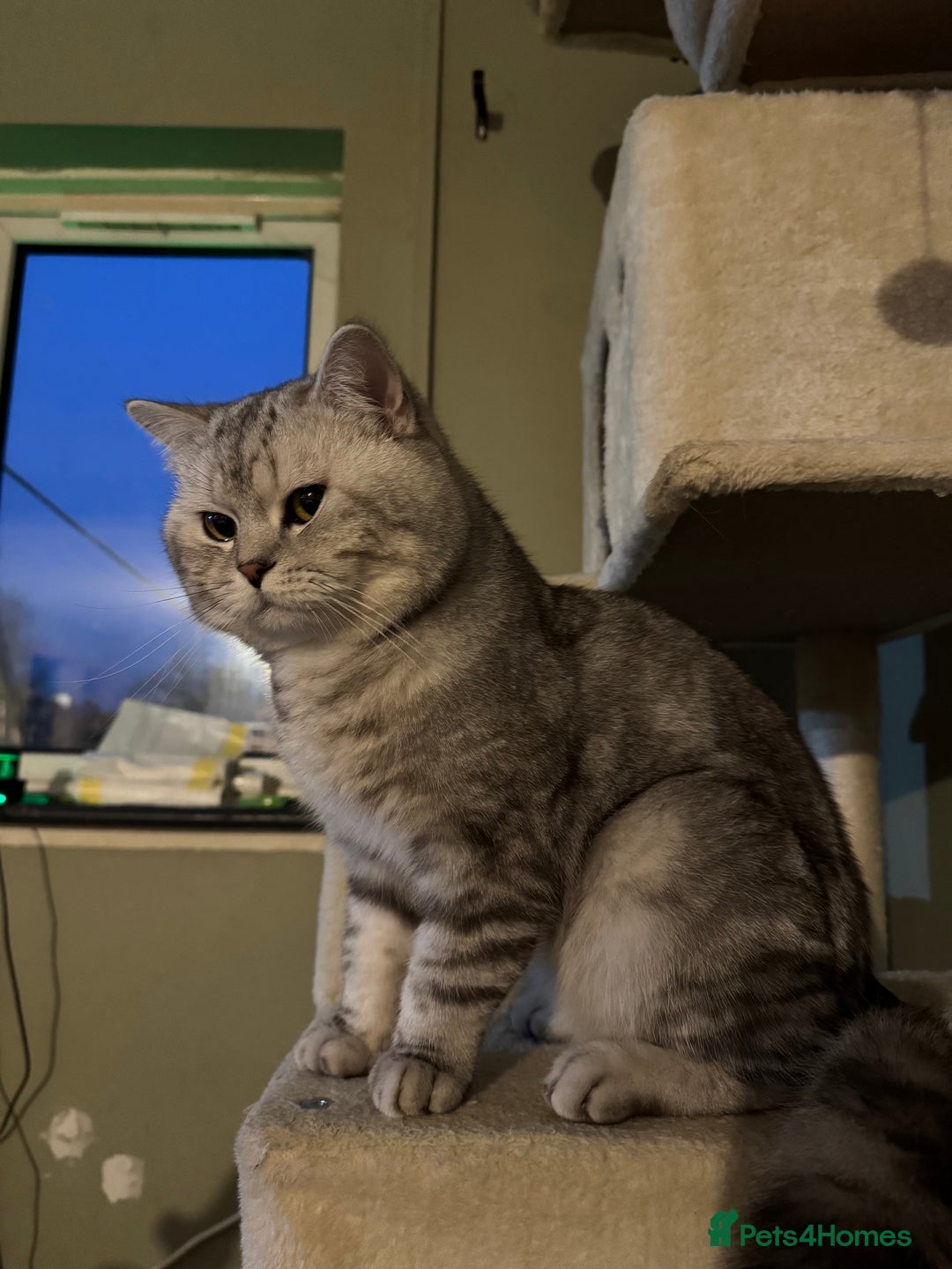 British Shorthair cats for sale: Silver tabby British shorthair  - Advert 2
