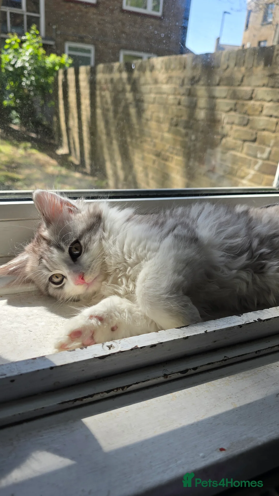 Mixed Breed cats for sale: Mixed breed tabby short british hair - Advert 2
