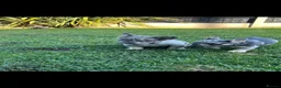 French Bulldog dogs for sale: Dwkc French bulldog Merle puppies  in Derby - Advert 4