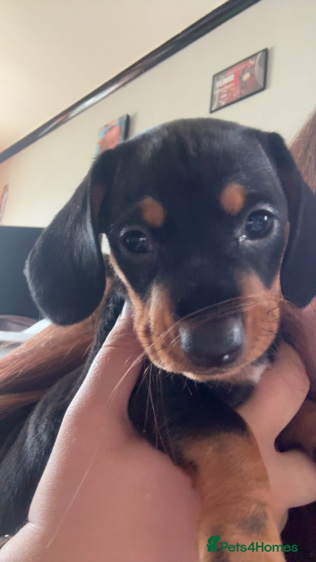Miniature Dachshund dogs for sale: Black and Tan girl miniature dachshund  - Advert 8