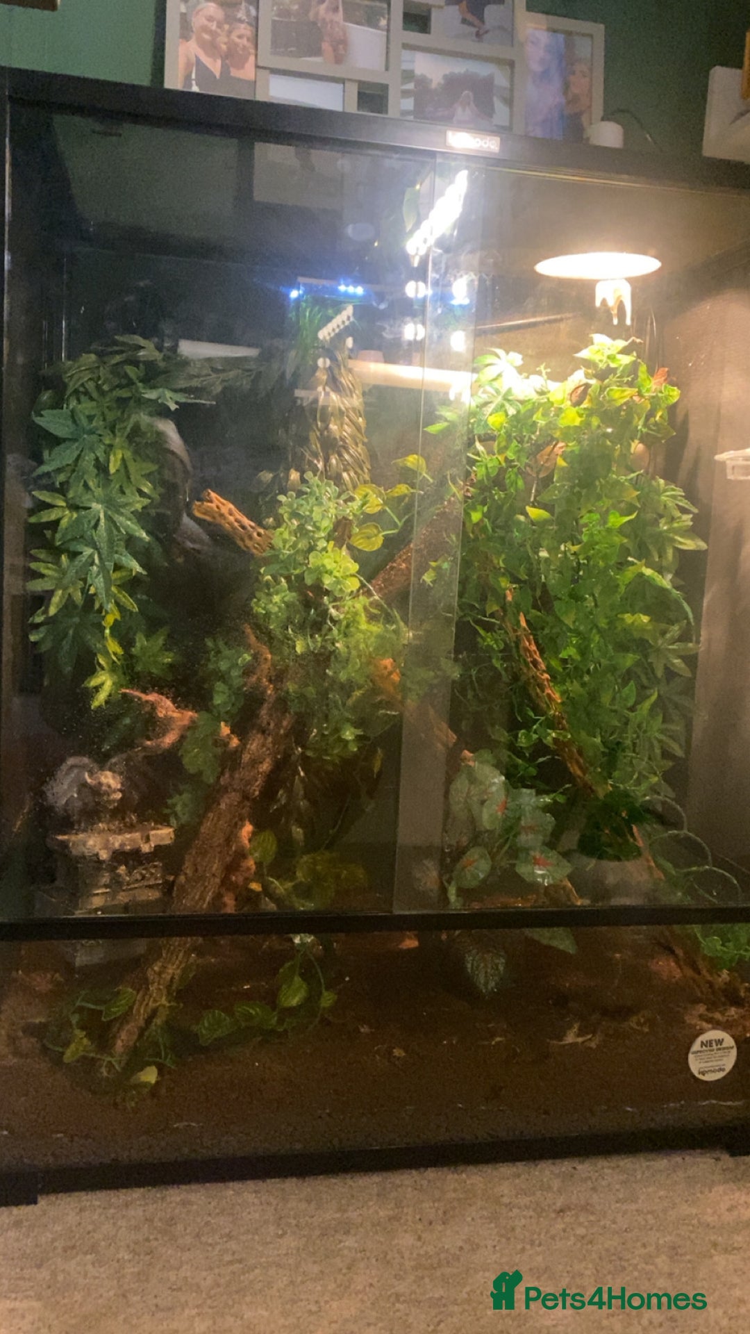 Gecko reptiles for sale: Tuko the crested gecko - Image 3