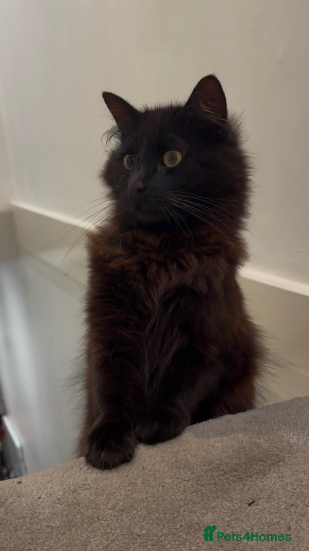 Mixed Breed cats 1 Year old Black Mixed Breed Cat - Advert 2