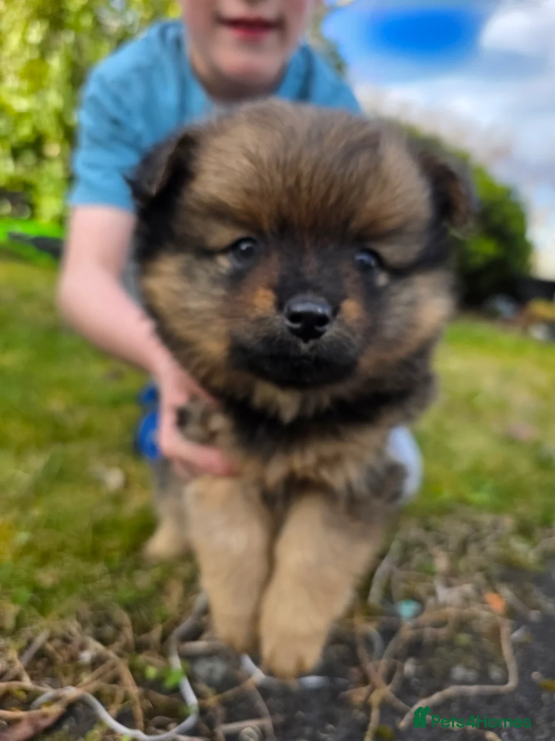 Pomeranian dogs for sale: Pomeranian puppies - Advert 2