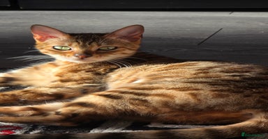Bengal cats - Advert 15