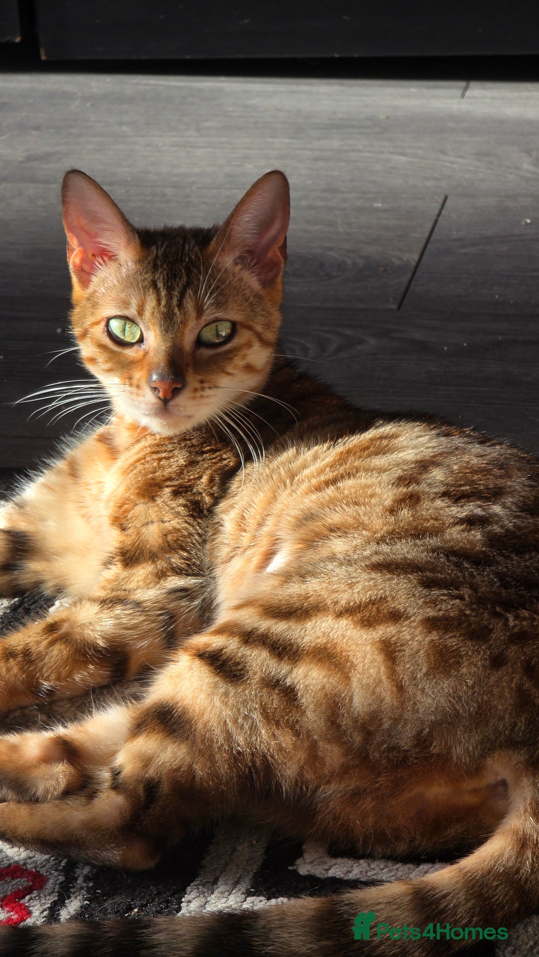 Bengal cats for sale: GOLDEN FEMALE BENGAL FOR REHOME  - Image 2
