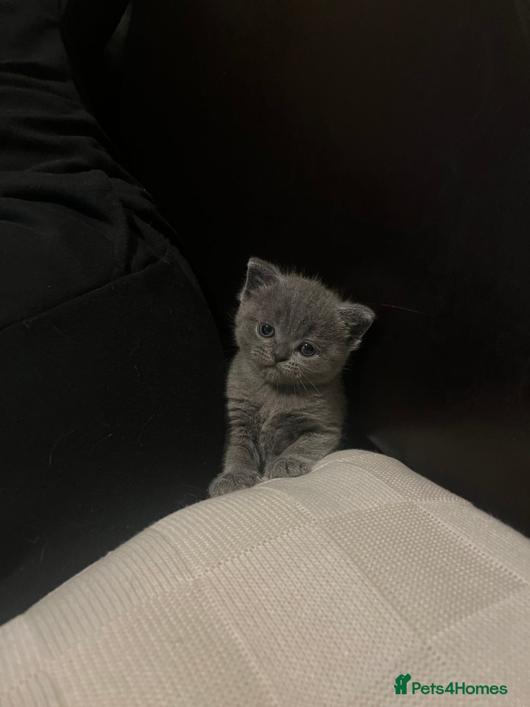 Scottish Fold cats for sale: Two beautiful floppy ear kittens for sale - Advert 11