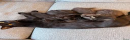 Maine Coon cats for sale: Maine coon x BSH Fluffy boys - Advert 12