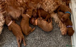 Cavapoo dogs for sale: F1b cavapoos - Image 9
