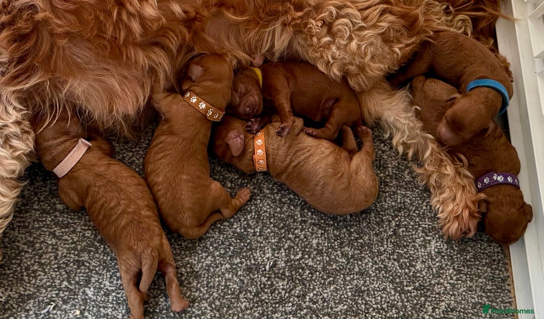 Cavapoo dogs for sale: F1b cavapoos - Image 9