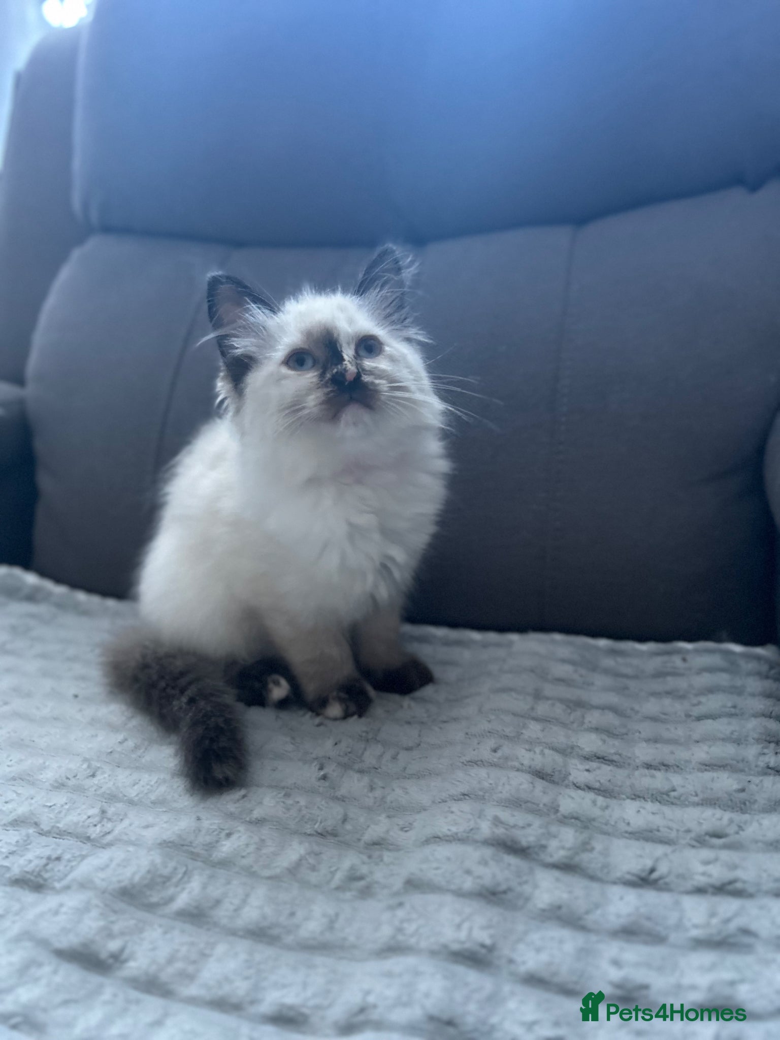 Ragdoll cats 😻4 Beautiful Purebred Ragdoll Kittens😻 - Advert 2