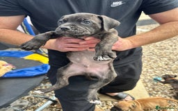 Mixed Breed dogs for sale: Cane corso x Staffordshire bull terrier  - Image 3