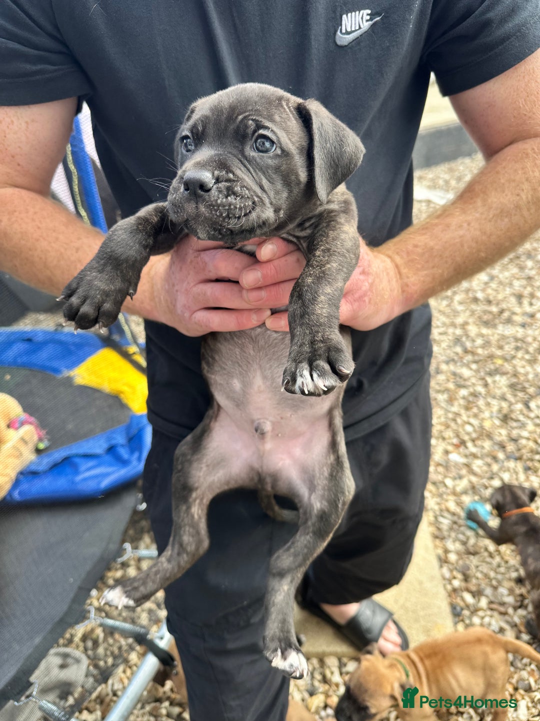 Mixed Breed dogs for sale: Cane corso x Staffordshire bull terrier  - Image 3