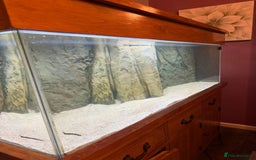 Discus fish for sale: 5 foot solid oak Fish Tank with Sump - Advert 7