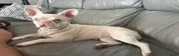 French Bulldog dogs for sale: Beautiful pink Nova  - Advert 2